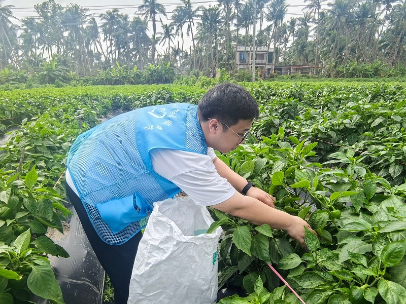 志愿者们如何用行动助力青椒丰收？揭秘这场别开生面的助农志愿服务  第2张