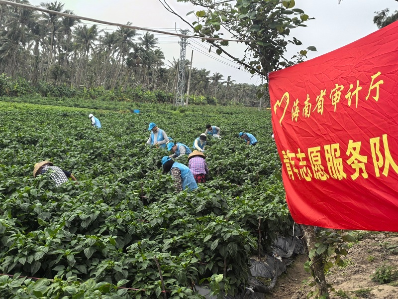 志愿者们如何用行动助力青椒丰收？揭秘这场别开生面的助农志愿服务  第3张