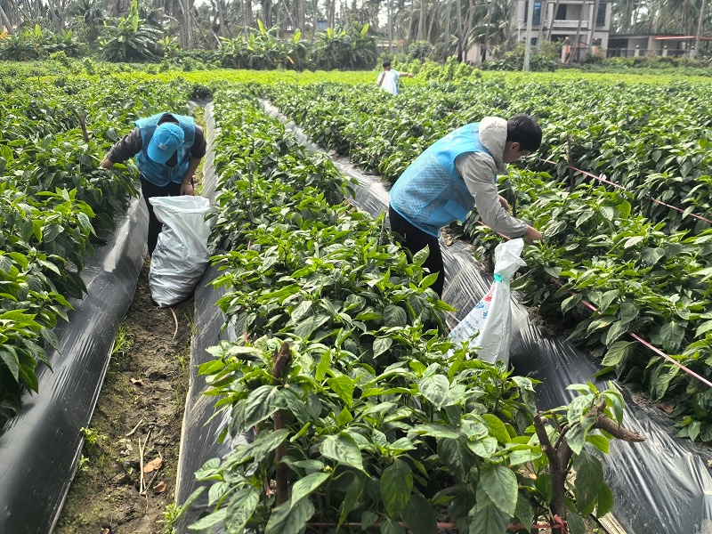 志愿者们如何用行动助力青椒丰收？揭秘这场别开生面的助农志愿服务  第5张