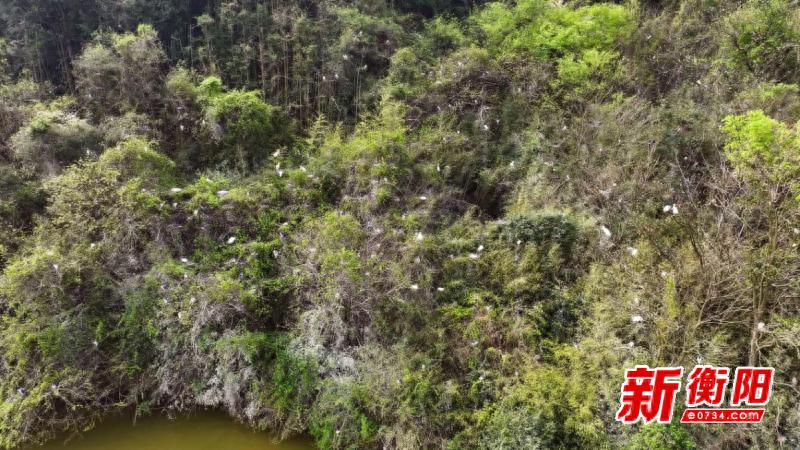 衡山萱洲国家湿地公园近700只鹭鸟筑巢!生态环境有多好?  第1张