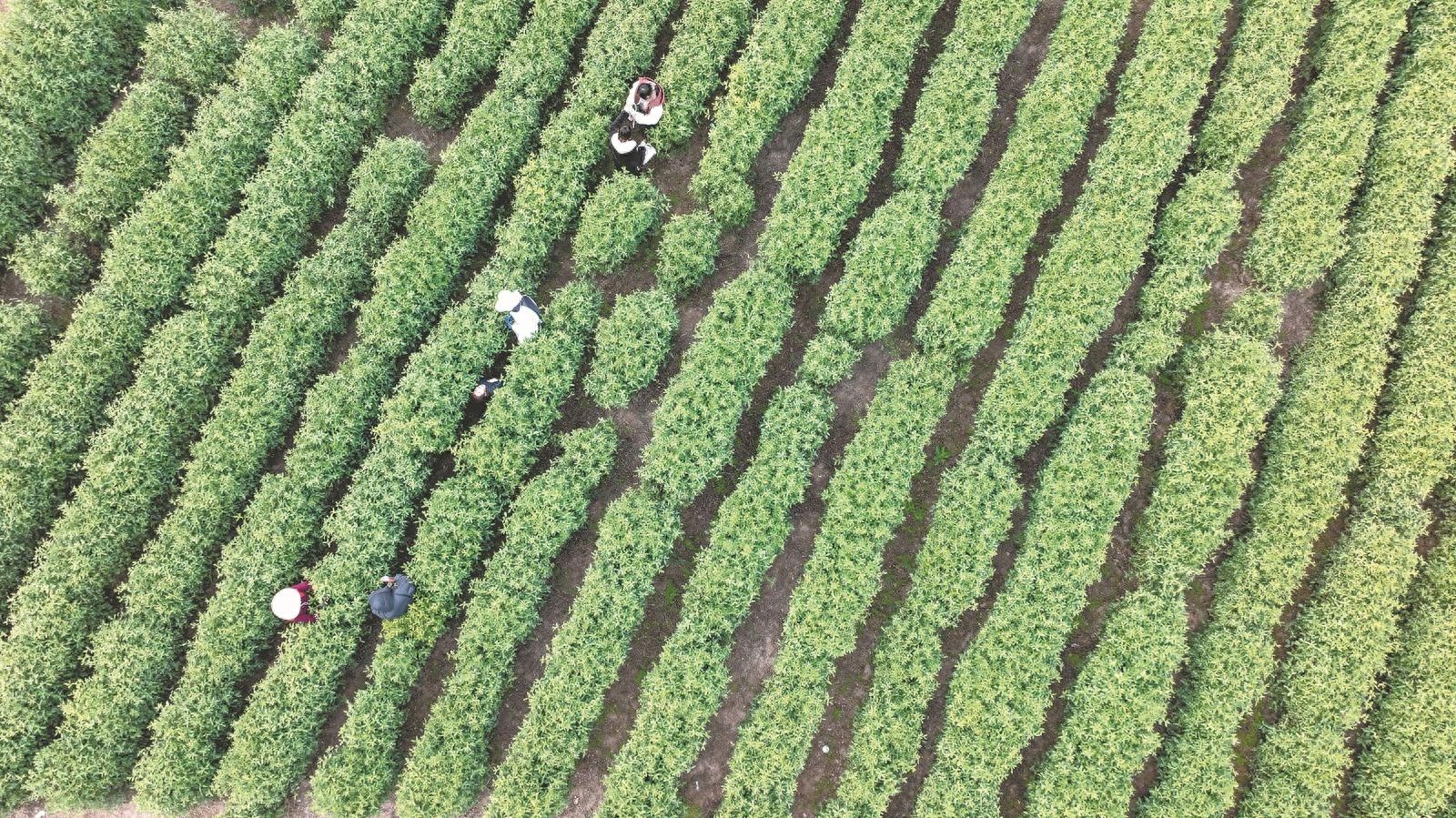 十里长冲的春日魅力：茶园里的秘密，你了解多少？