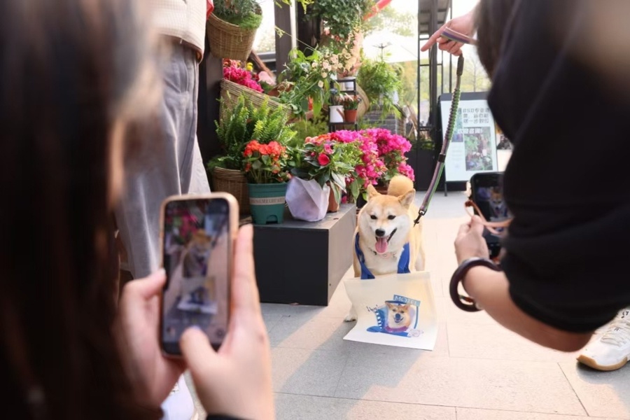 上海之春音乐节首邀练习生担纲！背后有何深意?  第4张