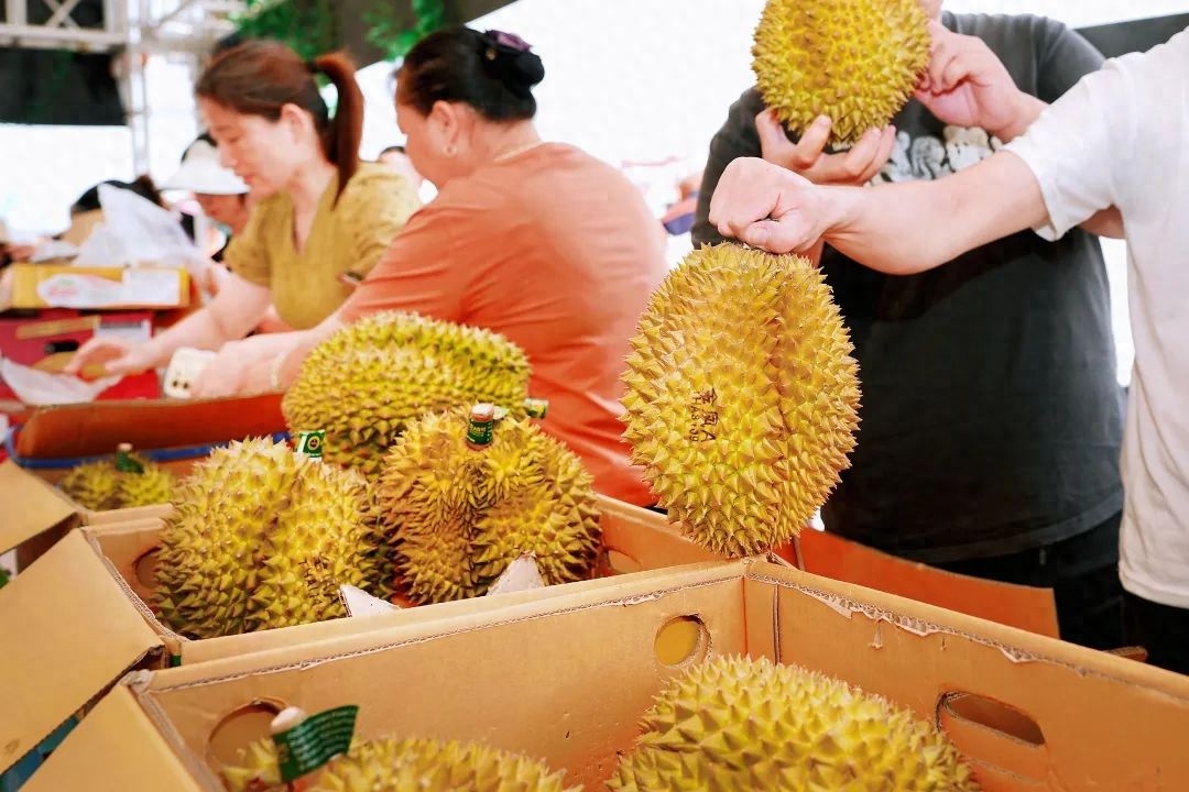 榴莲爱好者有福了！超50吨海运泰国榴莲抢鲜登陆大湾区，5月中下旬价格会咋变？