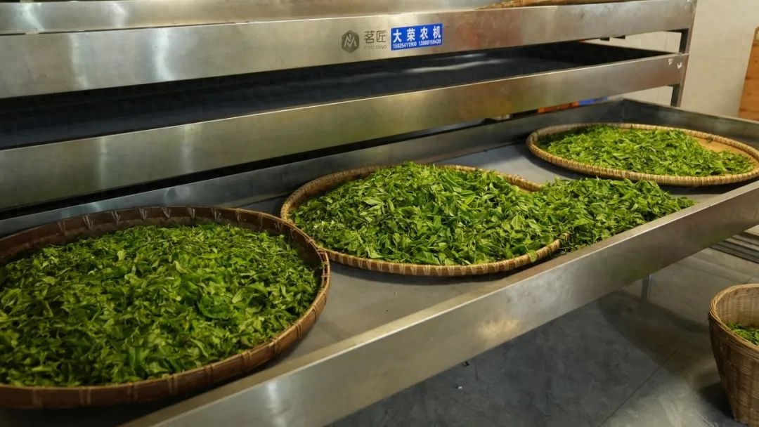 95 后哈尼族小伙凭制茶技艺获一等奖？他的背后故事超励志