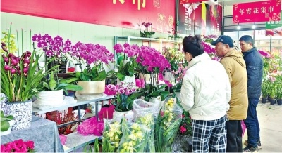 春节前蝴蝶兰、冬青等年宵花价格大跳水，你还在等什么？