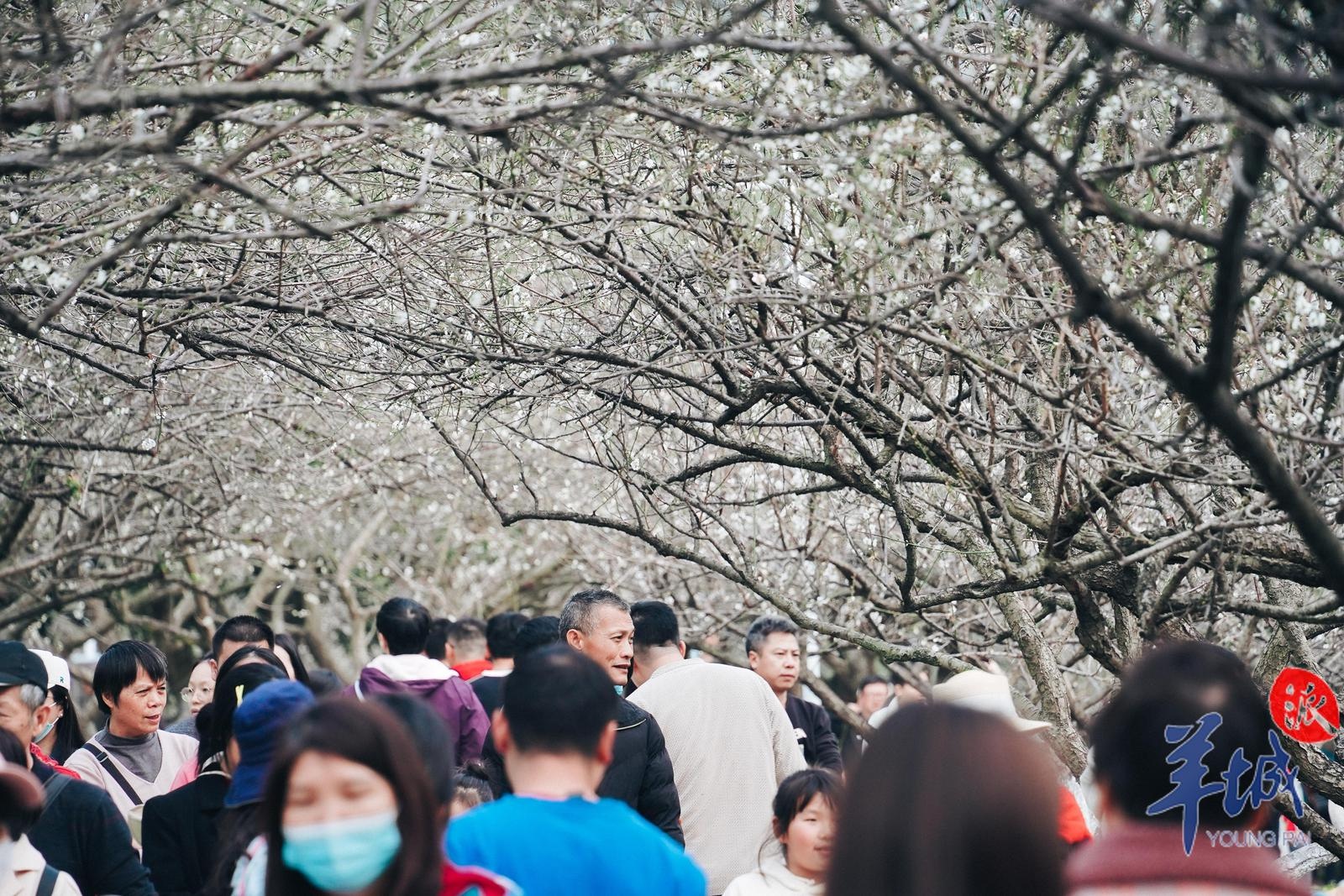 小寒节气竟不寒？广东暖冬背后隐藏的惊人变化  第3张