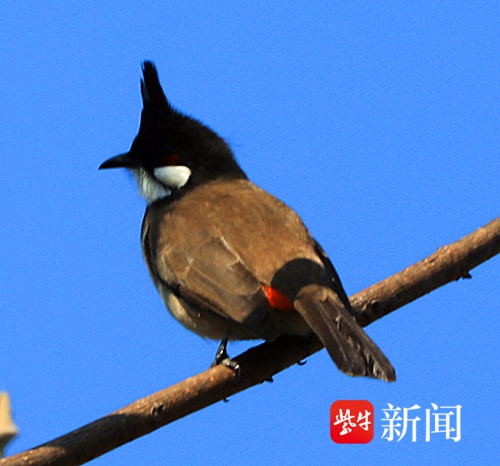 南京琵琶湖惊现‘杀马特’发型红耳鹎，自带腮红的萌宠你见过吗？  第2张