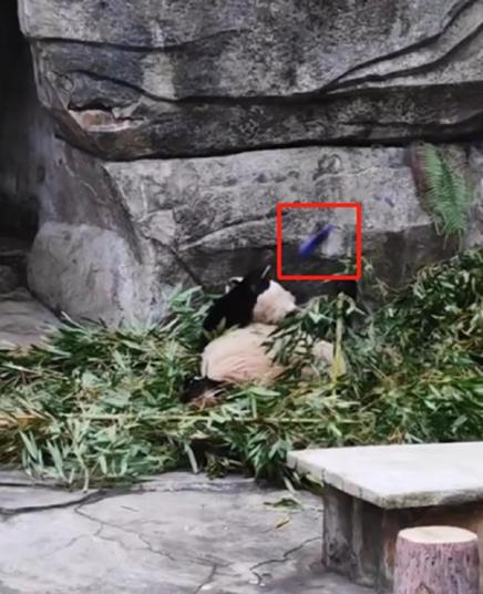游客竟用可乐瓶袭击大熊猫兰香，终身禁入园！你见过这样的嚣张行为吗？