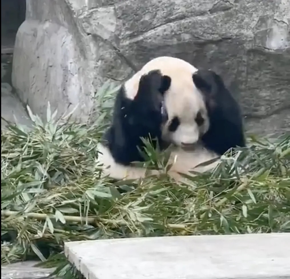 游客竟用可乐瓶袭击大熊猫兰香，终身禁入园！你见过这样的嚣张行为吗？  第2张