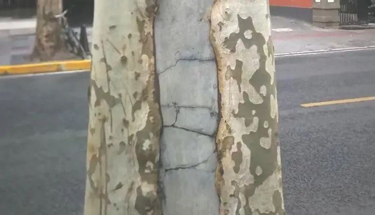 树木如何安全过冬？市绿化市容局揭秘贴心冬防套餐  第7张