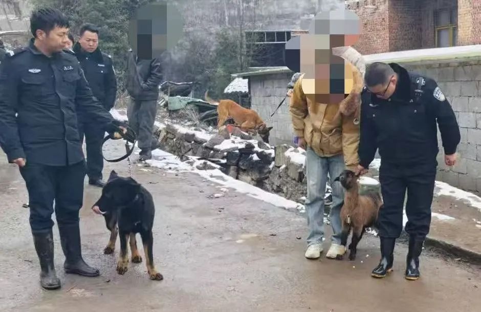 警犬雷霆和奥曼出动，一小时找回走失山羊！你猜它们是怎么做到的？  第3张