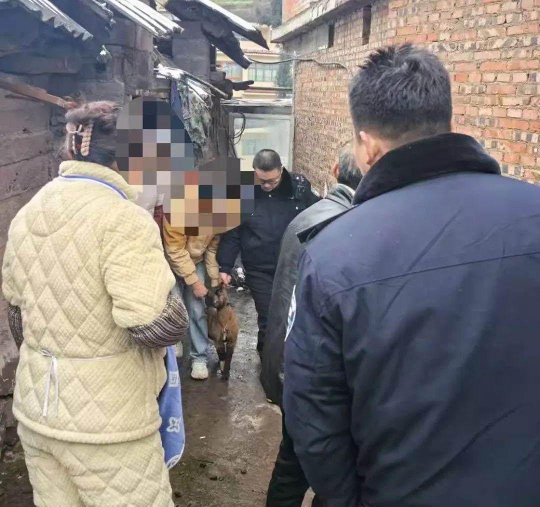 警犬雷霆和奥曼出动，一小时找回走失山羊！你猜它们是怎么做到的？  第4张