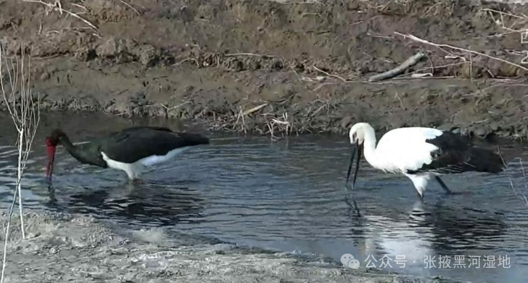 东方白鹳与黑鹳同框觅食！张掖黑河湿地为何成为珍稀鸟类新天堂？
