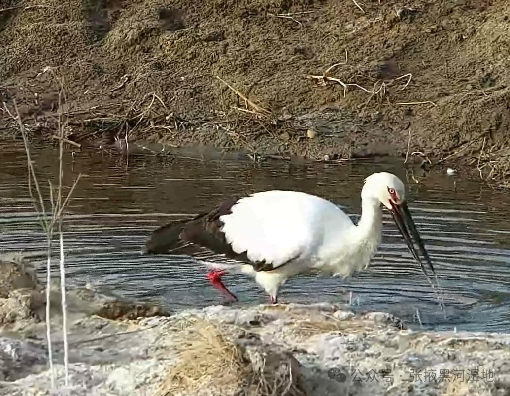 东方白鹳与黑鹳同框觅食！张掖黑河湿地为何成为珍稀鸟类新天堂？  第2张