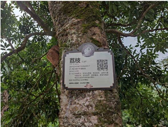 云浮市如何让2401株古树名木重焕生机？这些保护措施你绝对想不到  第3张