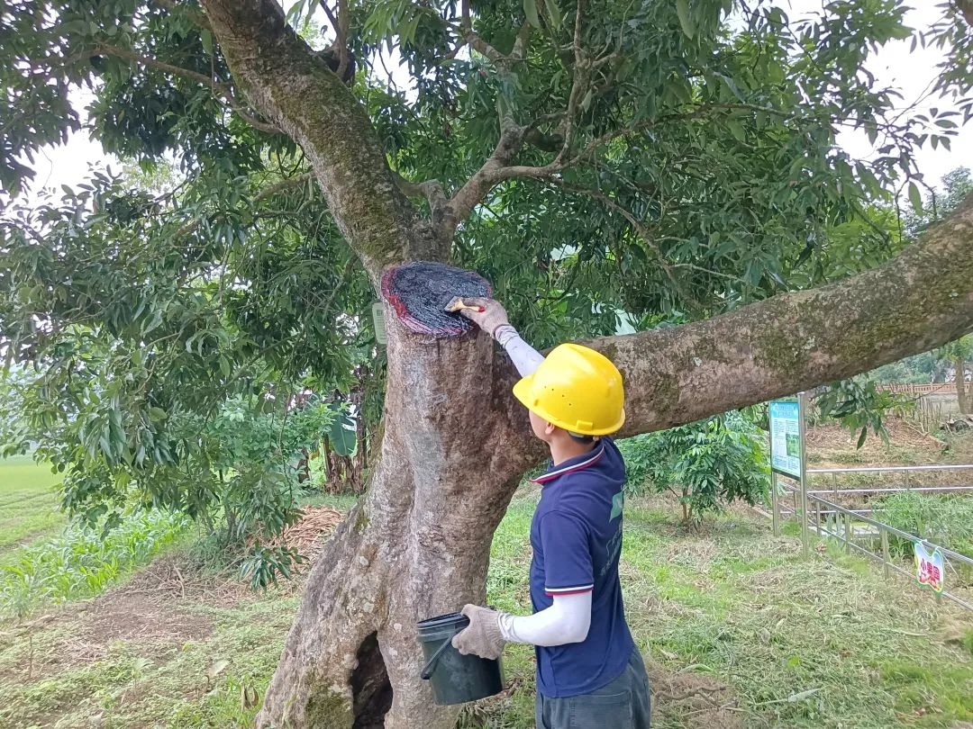 云浮市如何让2401株古树名木重焕生机？这些保护措施你绝对想不到  第4张