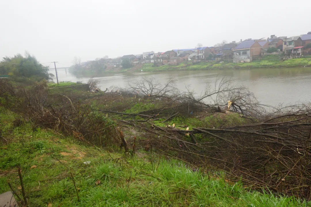 湘潭市政府如何紧急应对涓水流域阻水片林整治？陈睿副市长亲临现场督导  第2张