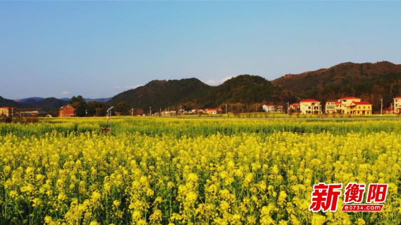 衡阳县油菜花海盛大启幕，你准备好迎接这场视觉盛宴了吗？  第2张
