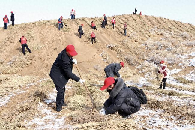 凉州区6856名干部职工如何用行动锁住流动沙丘？2025年春季压沙活动揭秘