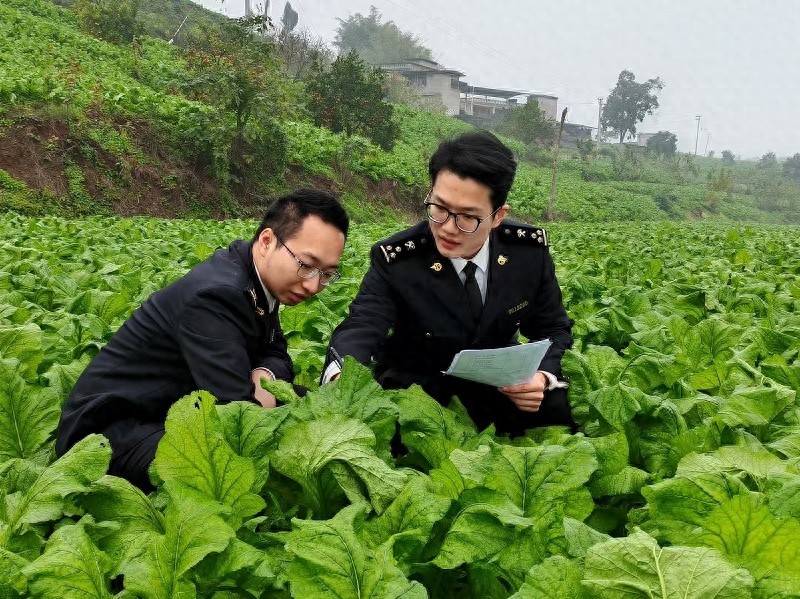 涪陵榨菜如何征服全球80多个国家？揭秘出口背后的成功秘诀