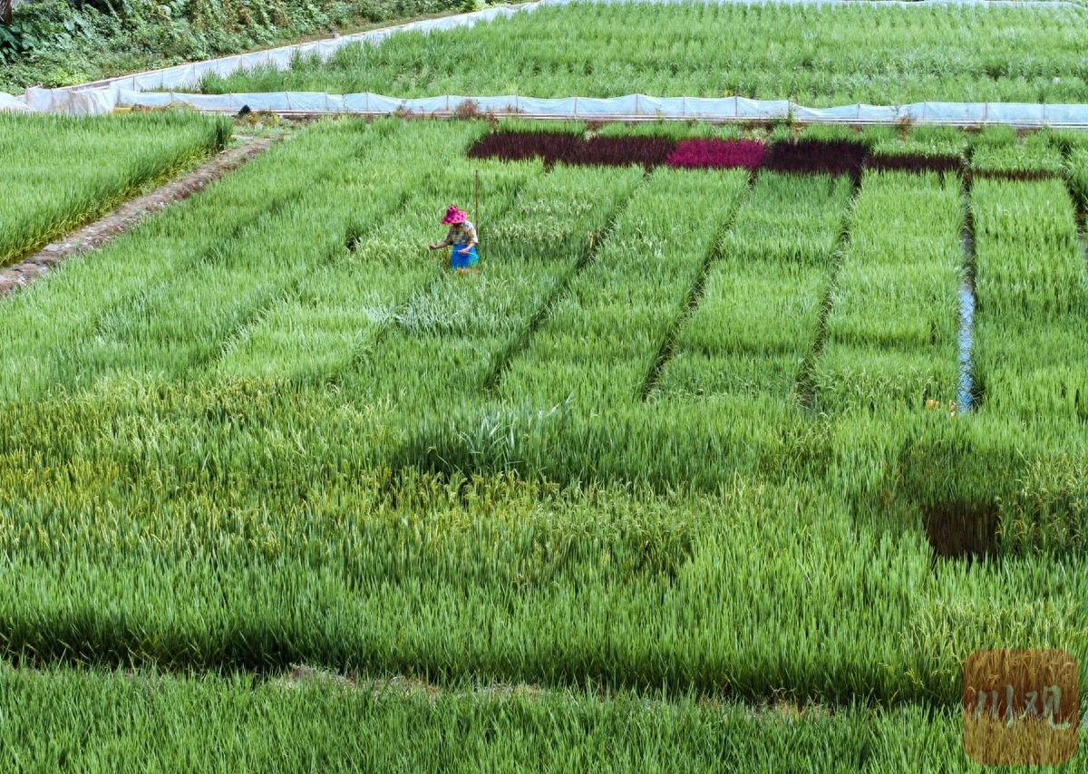 四川农大南繁基地：水稻育种如何应对气候变化与粮食安全？