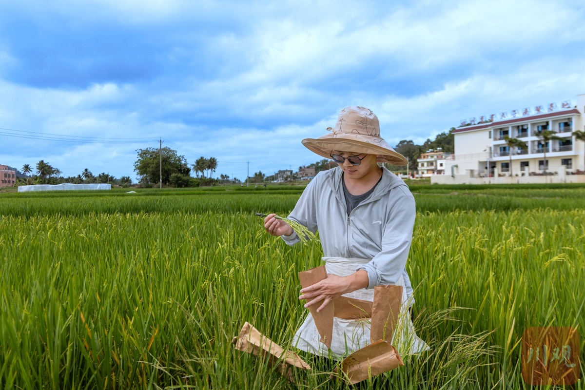 四川农大南繁基地：水稻育种如何应对气候变化与粮食安全？  第2张