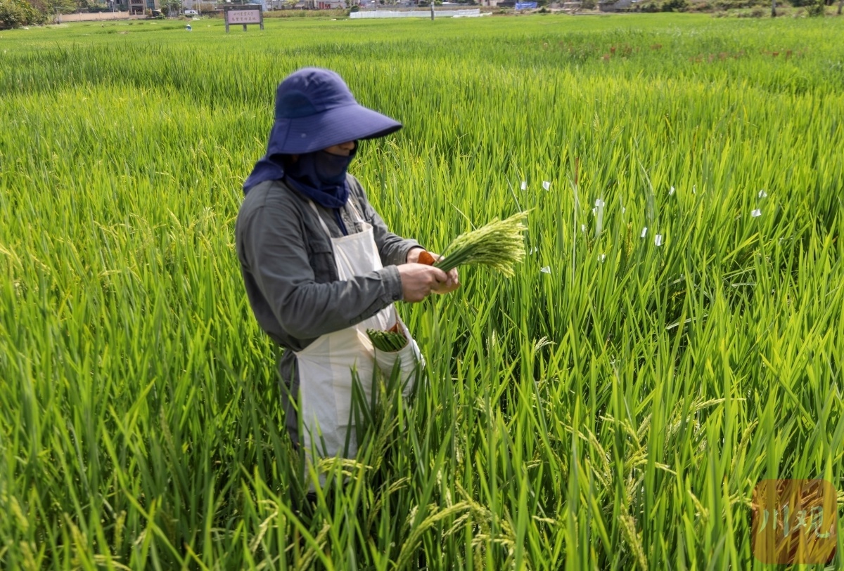四川农大南繁基地：水稻育种如何应对气候变化与粮食安全？  第4张