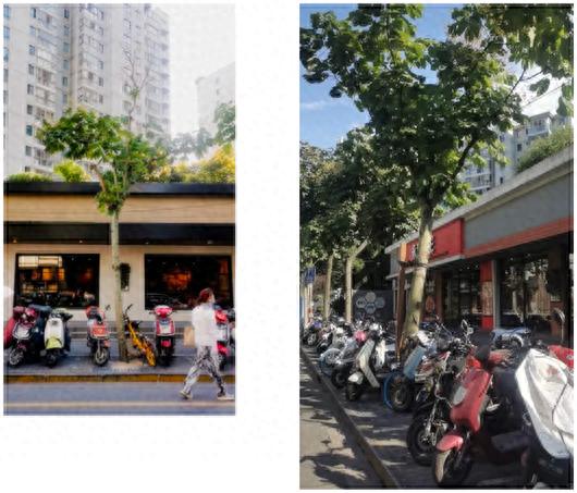甘河路的行道树大变样！乌桕取代青桐，你发现了吗？  第1张