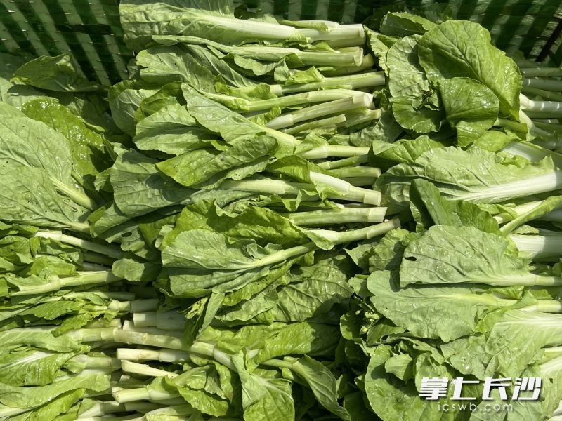 倒春寒来袭，长沙市民的‘菜篮子’还能稳得住吗？  第3张