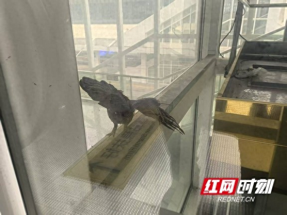 国家二级保护动物斑点猫头鹰被困电梯？跨物种救援上演