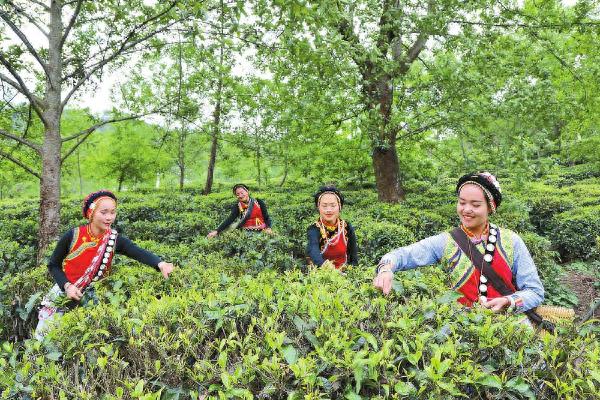 达普洛村村民采茶致富，草果种植亦兴!福贡县是如何做到的?