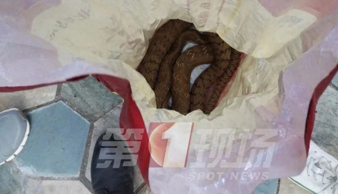 春夏之际蛇频繁出没！莲花山公园惊现眼镜蛇，你还敢去踏青吗？