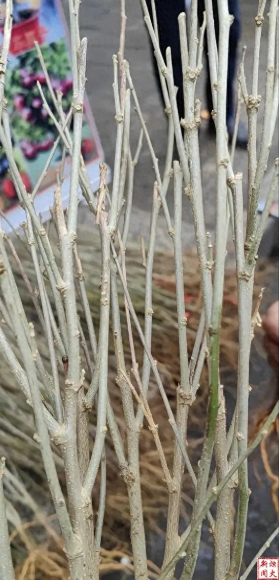 花百元买樱桃树苗，种出却不像？这背后藏着啥猫腻