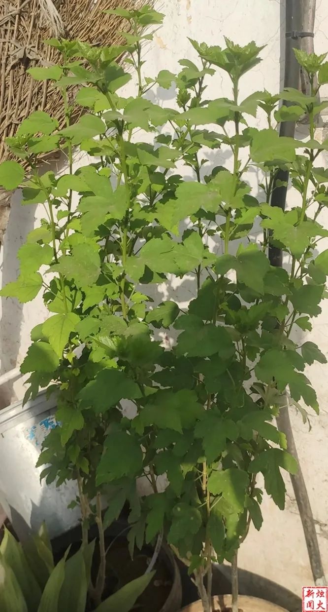 花百元买樱桃树苗，种出却不像？这背后藏着啥猫腻  第2张