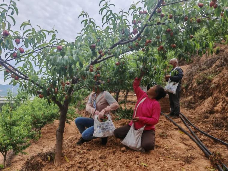 五一假期好去处？瓜果飘香的广南县莲城桃园等你来  第4张