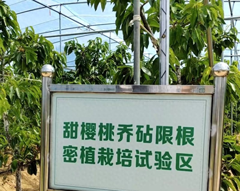 一人高樱桃树轻松摘果？烟台大樱桃采摘新体验你见过吗