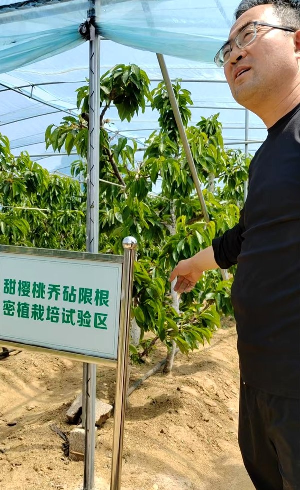一人高樱桃树轻松摘果？烟台大樱桃采摘新体验你见过吗  第2张