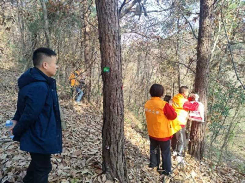 枝江市启动松树打孔注药项目，2万株松树将如何受益？