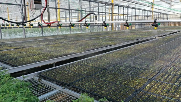 临潼番茄种业如何成为省级示范园？揭秘5大能力提升工程  第2张