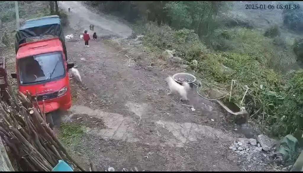 3岁女童遭多只狗撕咬，6小时紧急手术仍昏迷！农村犬只管理漏洞何时能堵？