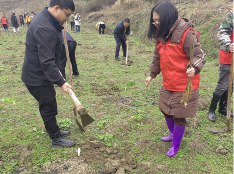 你挥锄挖坑、我扶苗培土、他浇水灌溉，植树活动为何如此热闹？  第3张