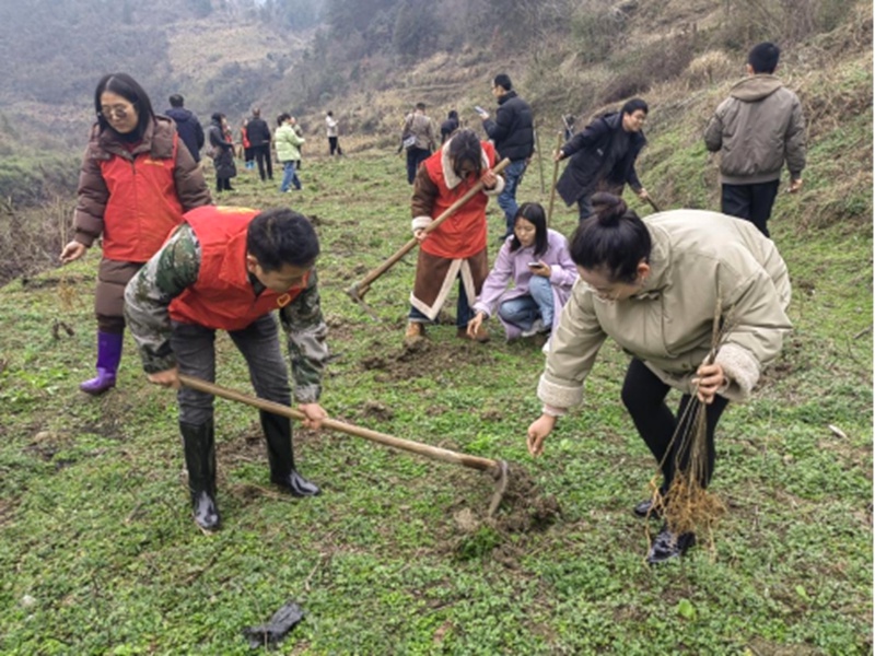 你挥锄挖坑、我扶苗培土、他浇水灌溉，植树活动为何如此热闹？  第4张