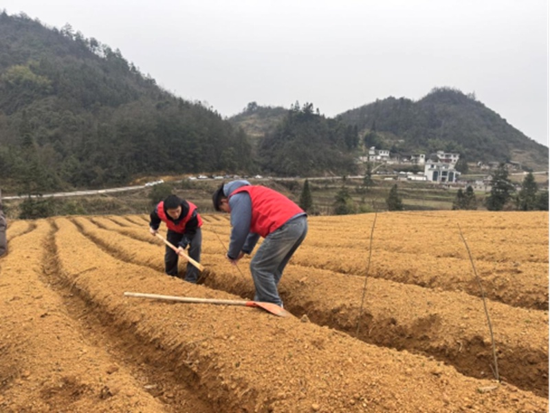 你挥锄挖坑、我扶苗培土、他浇水灌溉，植树活动为何如此热闹？  第5张