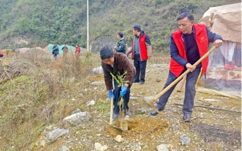 你挥锄挖坑、我扶苗培土、他浇水灌溉，植树活动为何如此热闹？  第6张