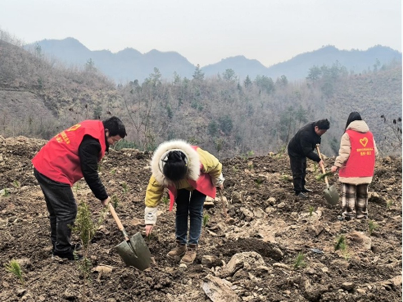 你挥锄挖坑、我扶苗培土、他浇水灌溉，植树活动为何如此热闹？  第8张