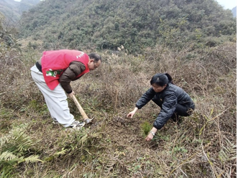 你挥锄挖坑、我扶苗培土、他浇水灌溉，植树活动为何如此热闹？  第9张