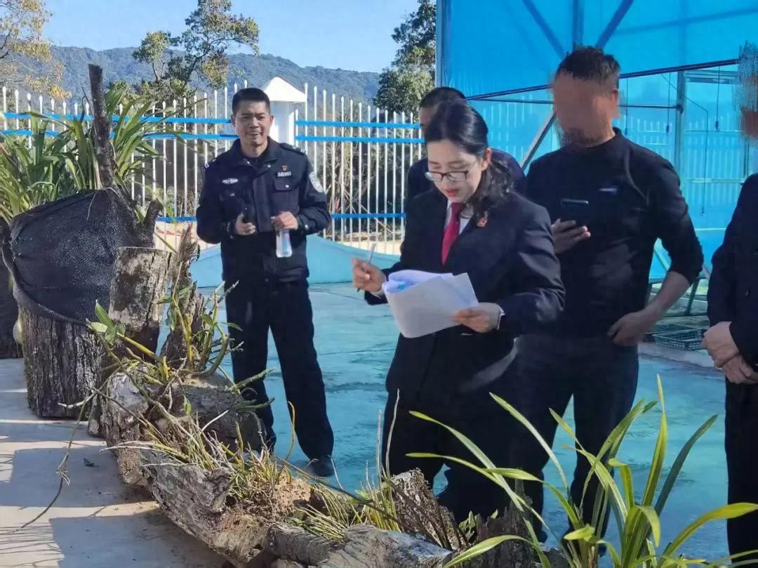 非法采挖野生兰花208株，五名被告如何回归大自然？