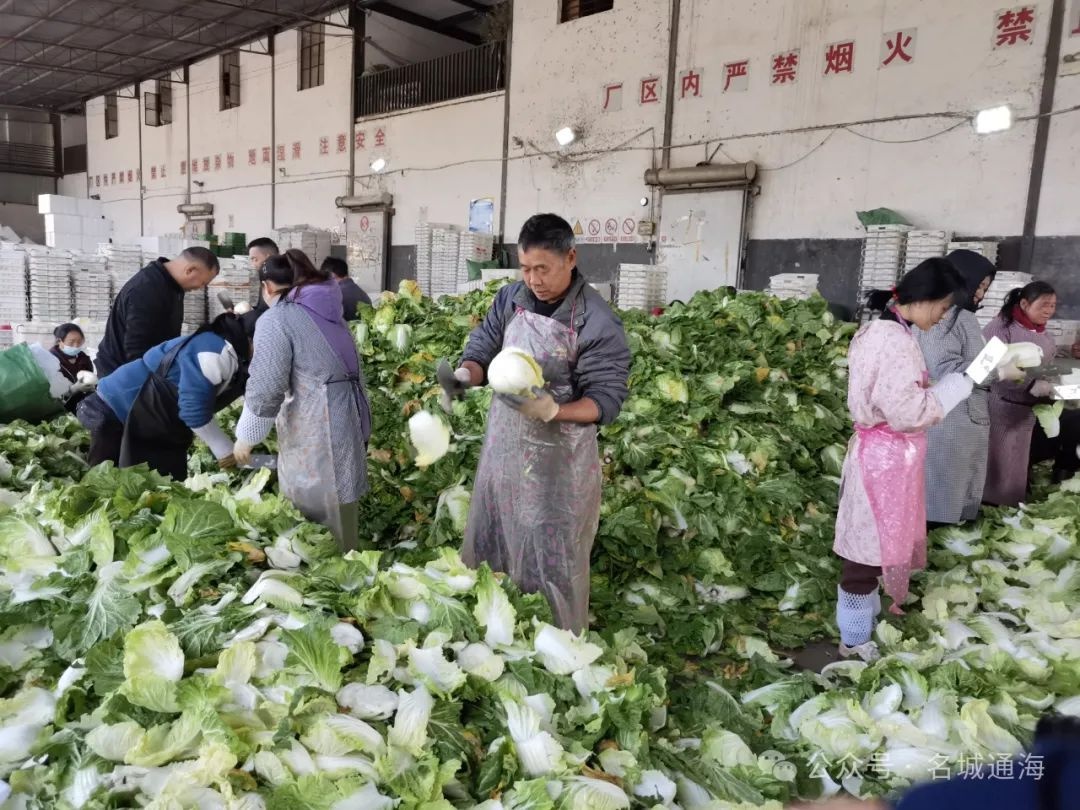 云南通海:春节刚过,蔬菜供应链如何迅速恢复?揭秘菜篮子背后的秘密 第2张 云南通海:春节刚过,蔬菜供应链如何迅速恢复?揭秘菜篮子背后的秘密 第2张