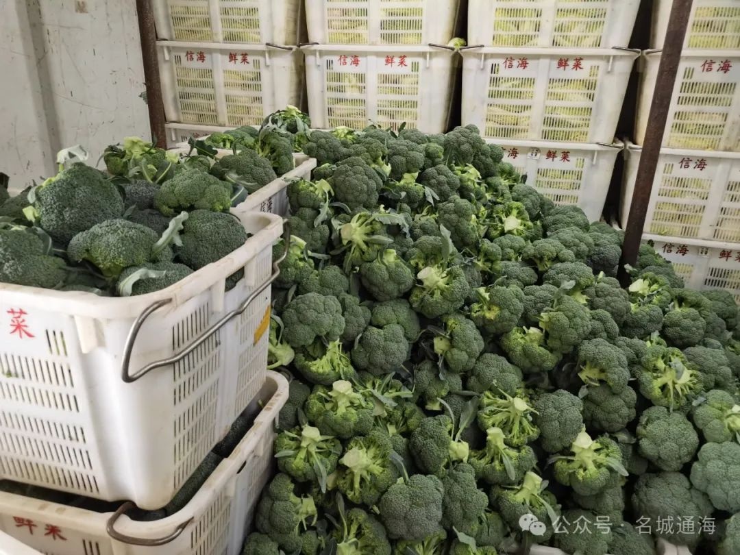 云南通海:春节刚过,蔬菜供应链如何迅速恢复?揭秘菜篮子背后的秘密 第3张 云南通海:春节刚过,蔬菜供应链如何迅速恢复?揭秘菜篮子背后的秘密 第3张