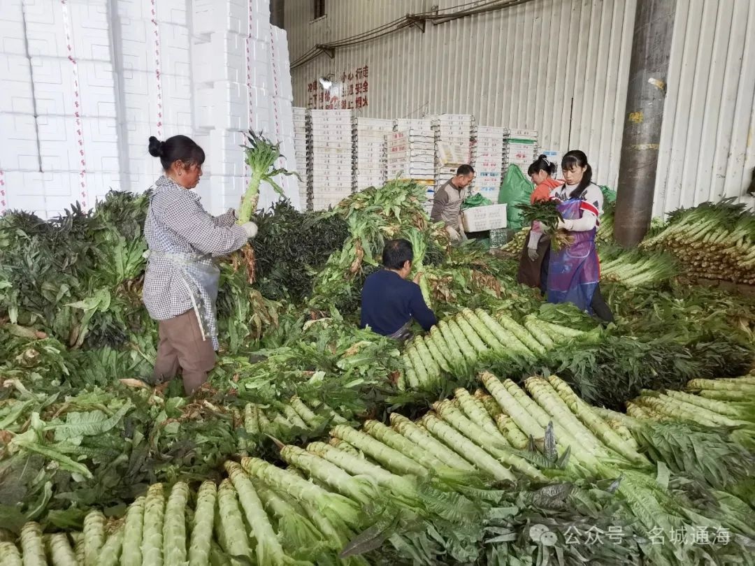 云南通海:春节刚过,蔬菜供应链如何迅速恢复?揭秘菜篮子背后的秘密 第4张 云南通海:春节刚过,蔬菜供应链如何迅速恢复?揭秘菜篮子背后的秘密 第4张